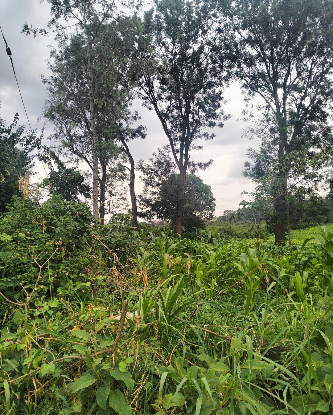 Half Acre Plot at KSh 35M