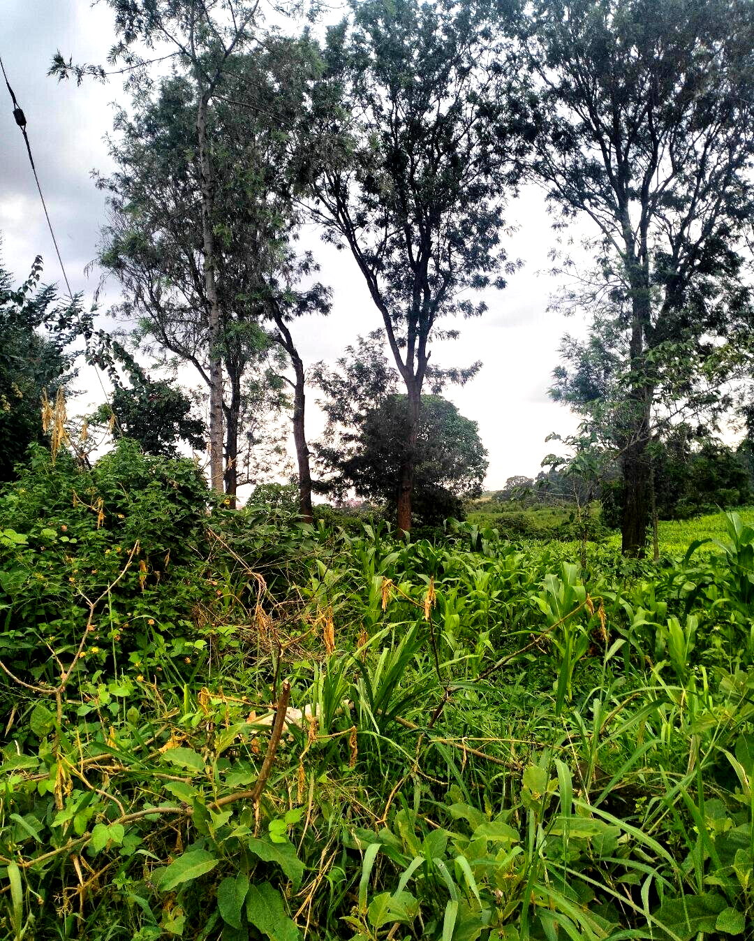 Half Acre Plot at KSh 35M