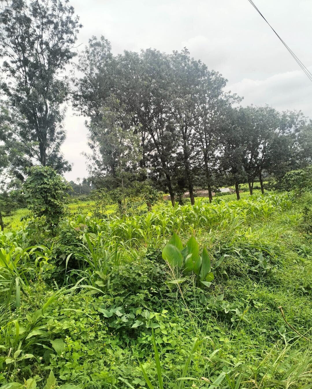 Half Acre Plot at KSh 35M