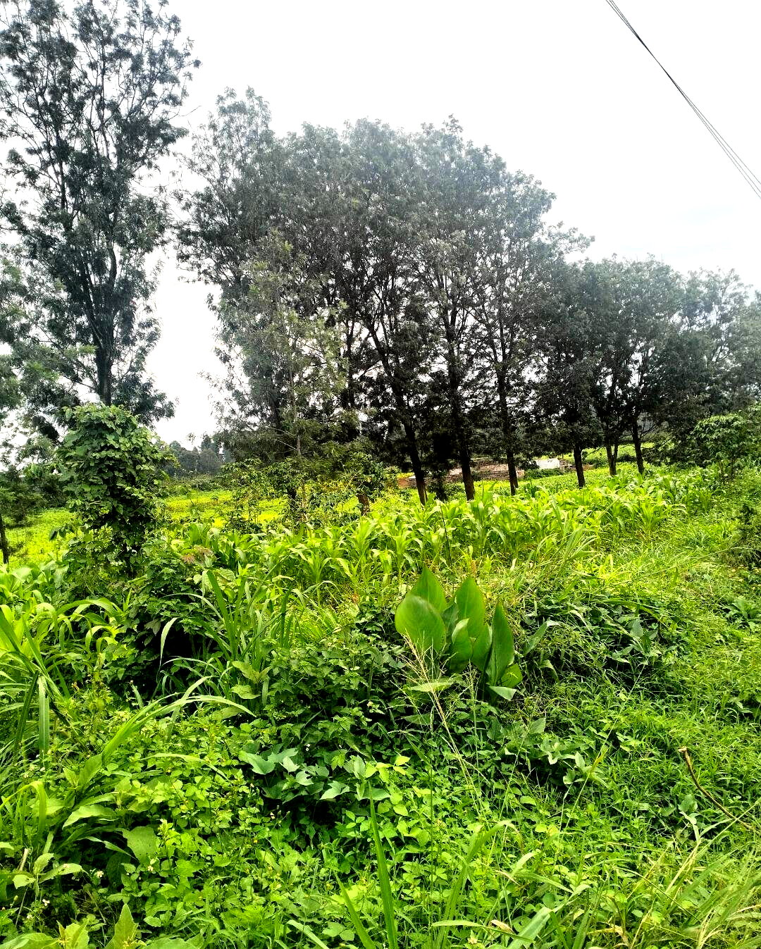Half Acre Plot at KSh 35M