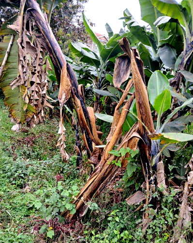 1/8 Acre Plot for KSh 15M