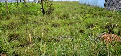 Plot For Sale In Elgonview KUSCO Plots Eldoret - Image 1