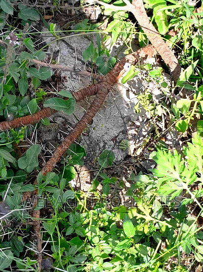 1/2 Acres Piece of Land for Sale Syokimau Parliament Road - Image 4