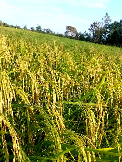 A Fertile Rice Paddy in Mwea Mutithi - Image 2