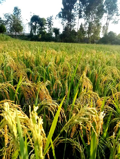 A Fertile Rice Paddy in Mwea Mutithi - Image 3