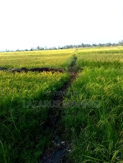 A Fertile Rice Paddy in Mwea Mutithi - Image 10