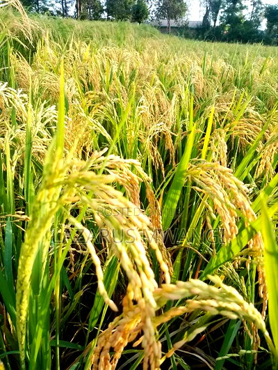 A Fertile Rice Paddy in Mwea Mutithi - Image 1
