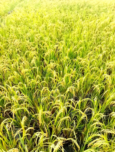 A Fertile Rice Paddy in Mwea Mutithi - Image 8