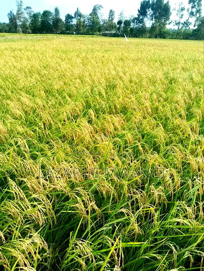 A Fertile Rice Paddy in Mwea Mutithi - Image 9