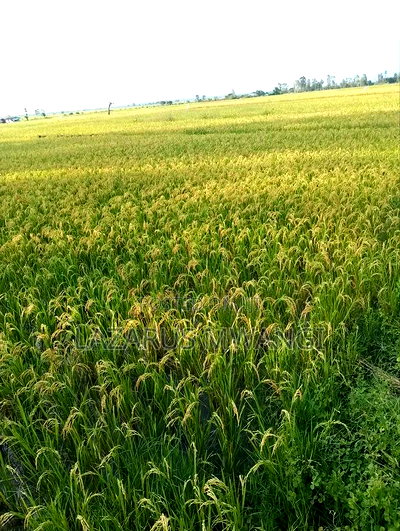 A Fertile Rice Paddy in Mwea Mutithi - Image 6