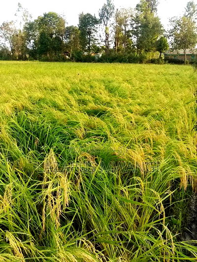 A Fertile Rice Paddy in Mwea Mutithi - Image 5