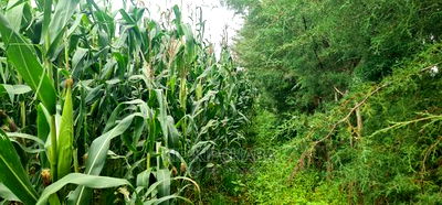 Plots for Sale Opposite Proposed MTRH Kiplombe in Eldoret - Image 2