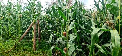 Plots for Sale Opposite Proposed MTRH Kiplombe in Eldoret - Image 4