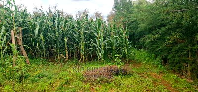 Plots for Sale Opposite Proposed MTRH Kiplombe in Eldoret - Image 3