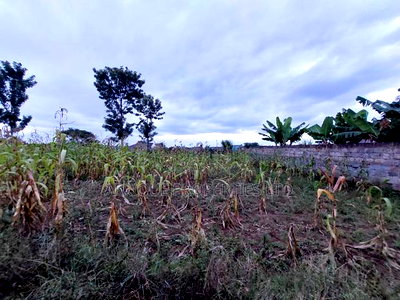 Malaba Residential Plot 50by 100 for Sale - Image 4