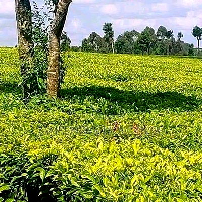 12.5 Acres for Sale in Riara Ridge,Tigoni at Kes 225m - Image 2