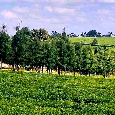 12.5 Acres for Sale in Riara Ridge,Tigoni at Kes 225m - Image 6