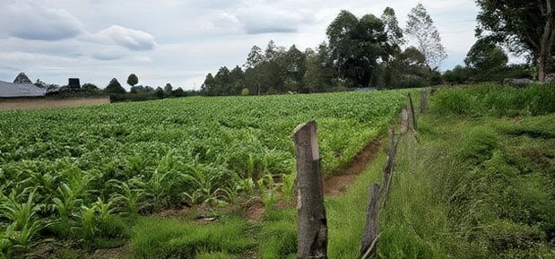 Prime Plots for Sake in Outspan Eldoret