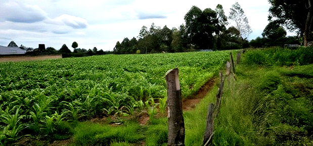 Prime Plots for Sake in Outspan Eldoret