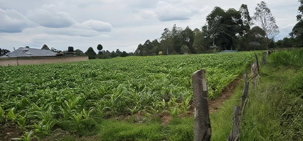 Prime Plots for Sake in Outspan Eldoret