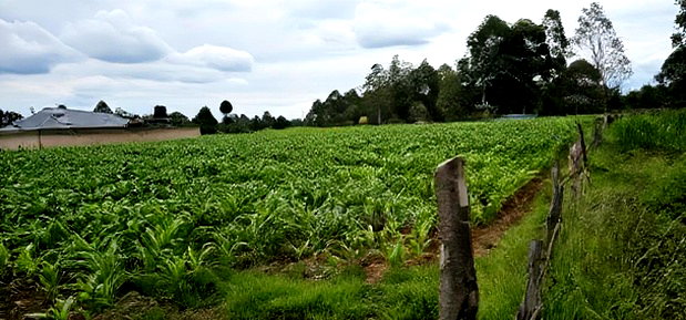 Prime Plots for Sake in Outspan Eldoret