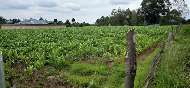 Prime Plots for Sake in Outspan Eldoret