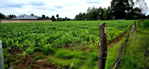 Prime Plots for Sake in Outspan Eldoret