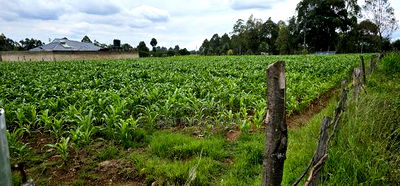 Prime Plots for Sake in Outspan Eldoret - Image 2