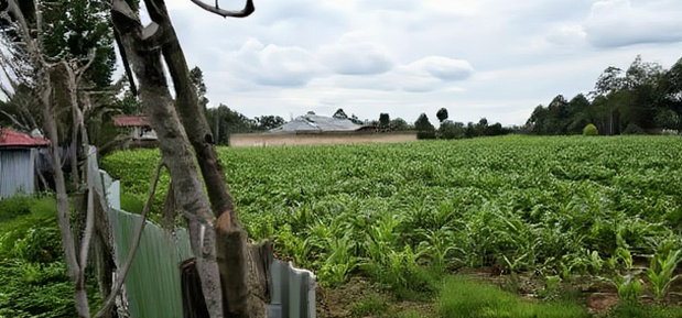 Prime Plots for Sake in Outspan Eldoret