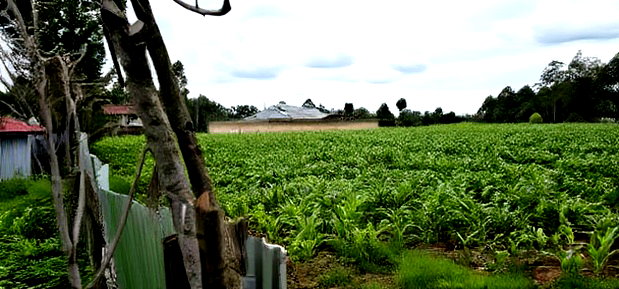 Prime Plots for Sake in Outspan Eldoret
