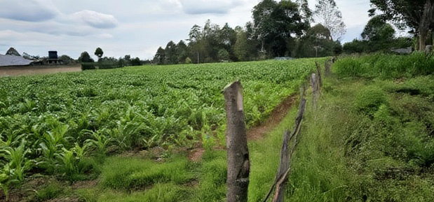 Prime Plots for Sake in Outspan Eldoret