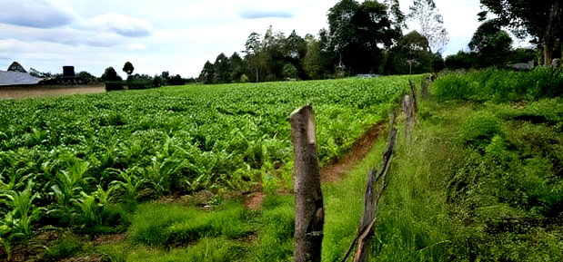 Prime Plots for Sake in Outspan Eldoret