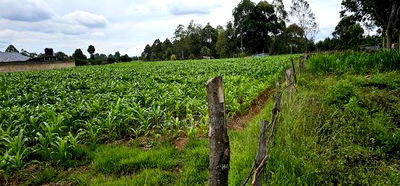 Prime Plots for Sake in Outspan Eldoret - Image 5
