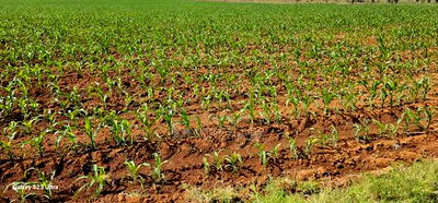 4 Acres for Sale in Kapropu Eldoret Fully Arable - Image 5