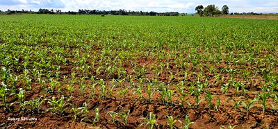 4 Acres for Sale in Kapropu Eldoret Fully Arable - Image 1