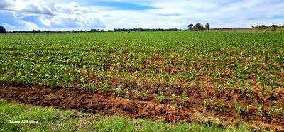 4 Acres for Sale in Kapropu Eldoret Fully Arable - Image 6