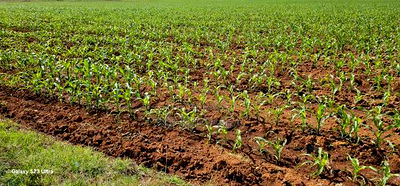 4 Acres for Sale in Kapropu Eldoret Fully Arable - Image 3