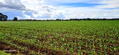 4 Acres for Sale in Kapropu Eldoret Fully Arable - Image 9