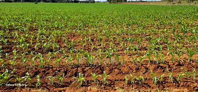 4 Acres for Sale in Kapropu Eldoret Fully Arable - Image 4