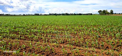 4 Acres for Sale in Kapropu Eldoret Fully Arable - Image 10