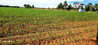 4 Acres for Sale in Kapropu Eldoret Fully Arable - Image 8