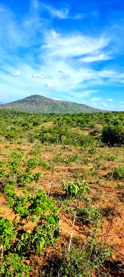 10 Acres Nkorika at 600k Per Acre - Image 8