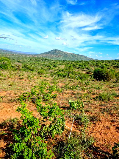 10 Acres Nkorika at 600k Per Acre - Image 7