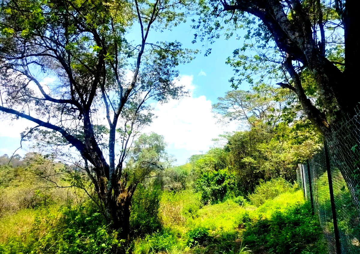 7-Acre Karen Land at KSh 490M