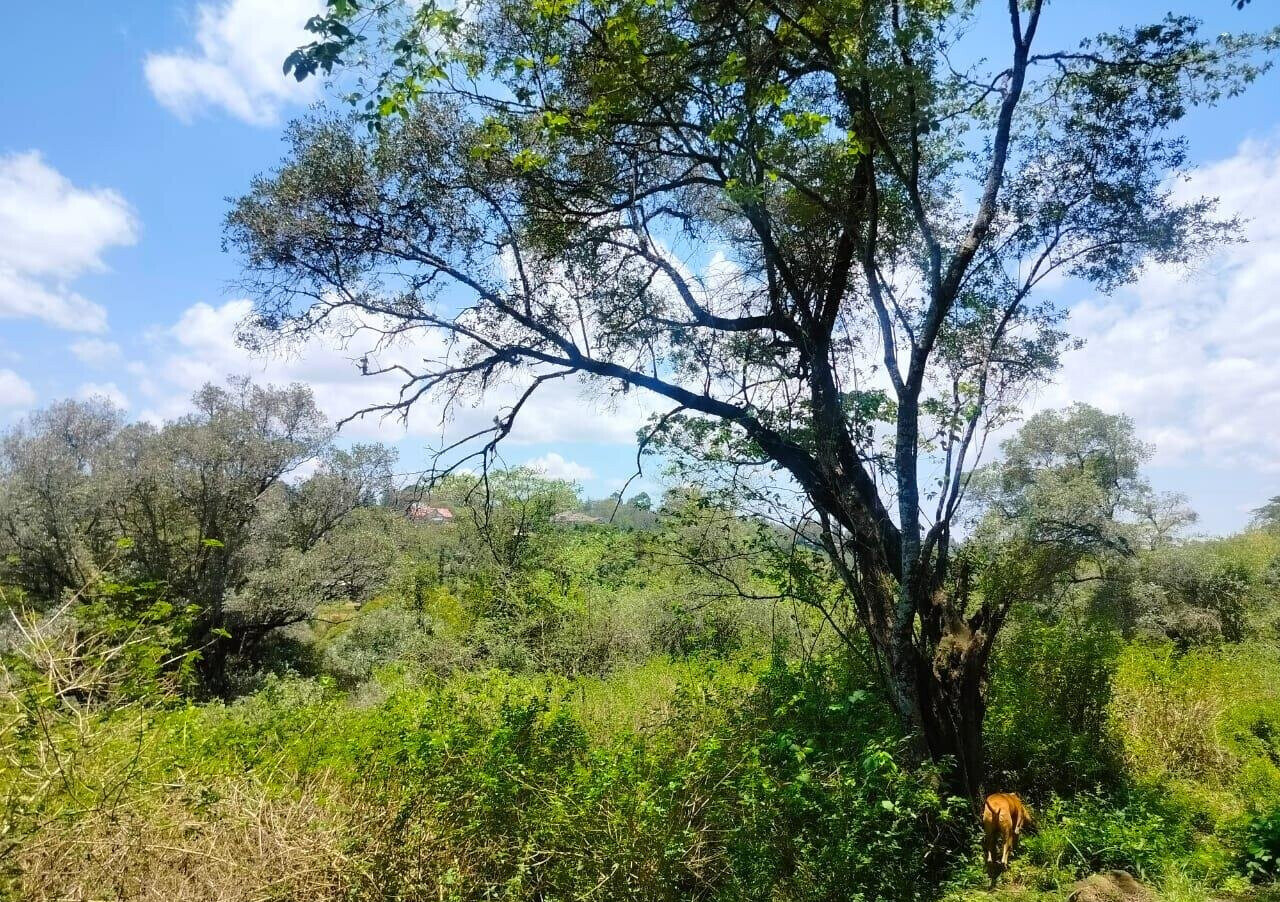7-Acre Karen Land at KSh 490M