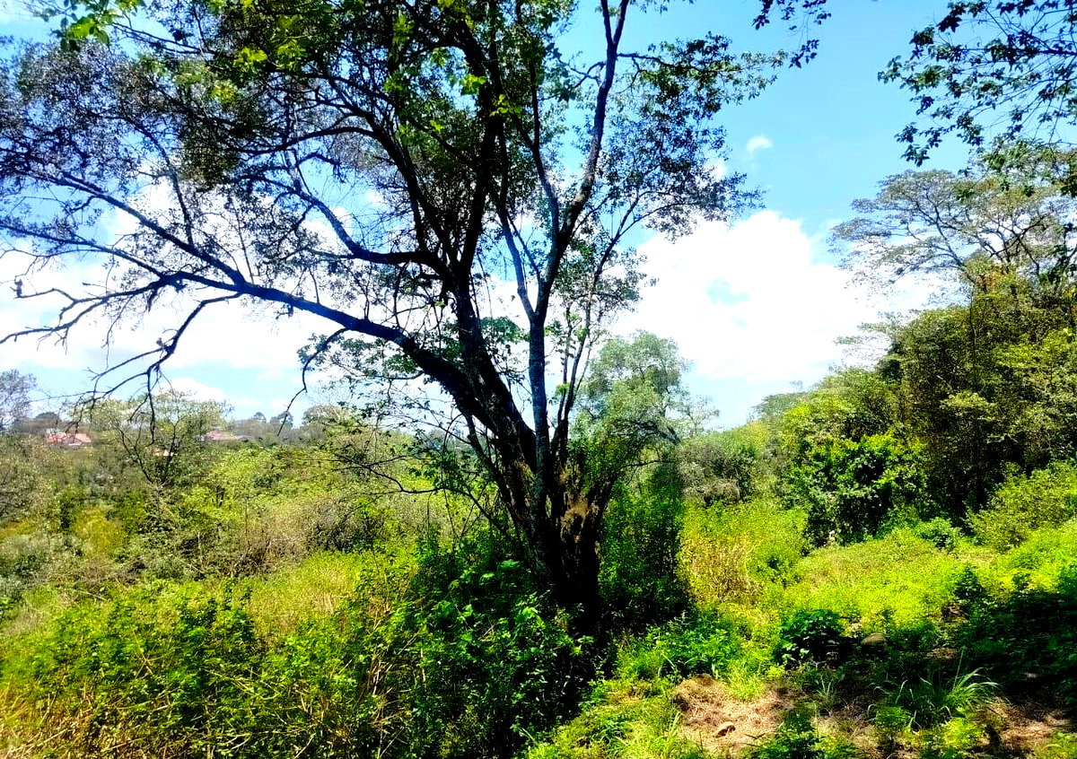 7-Acre Karen Land at KSh 490M