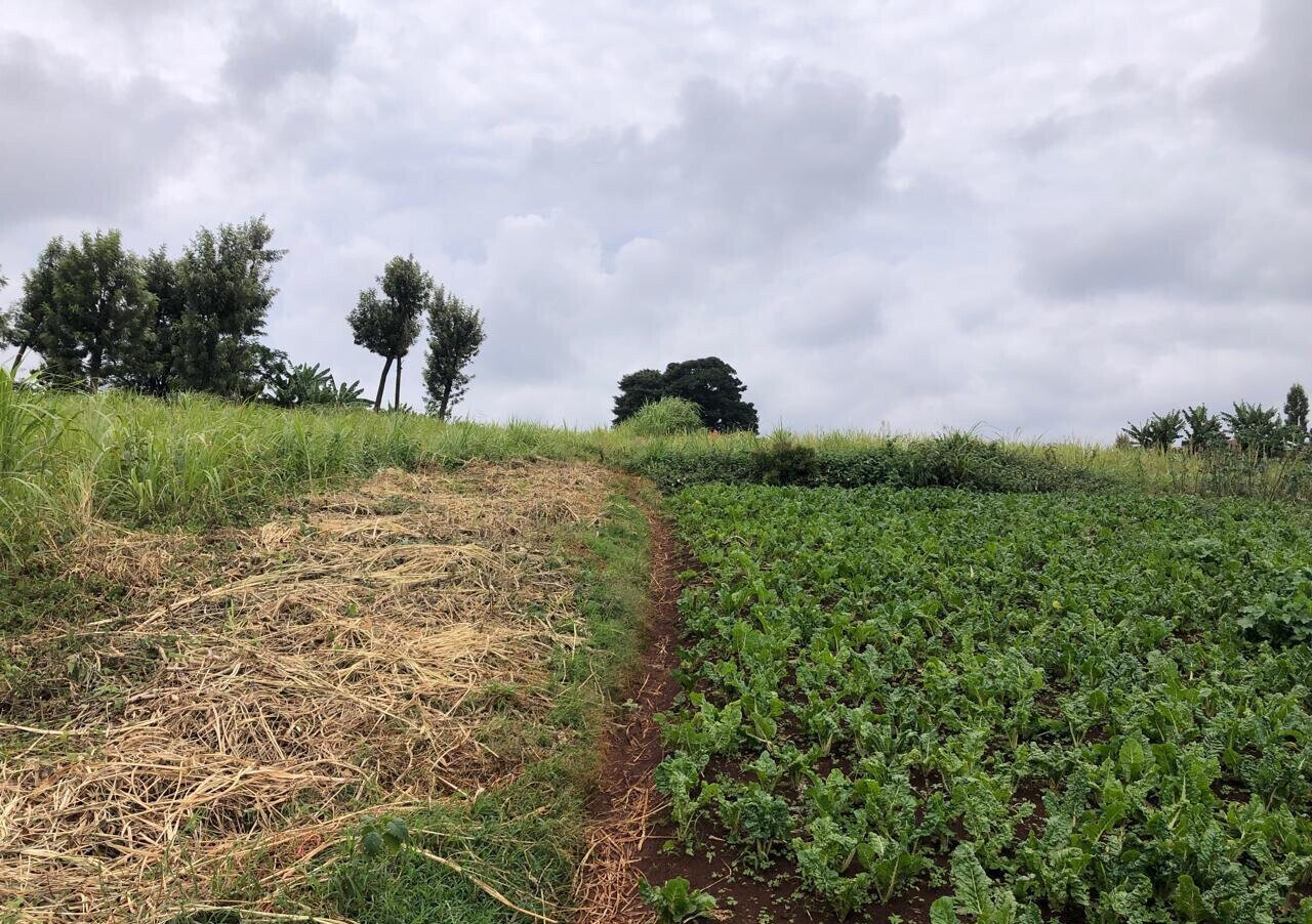 8-Acre Plot for KSh 180M in Kiambu