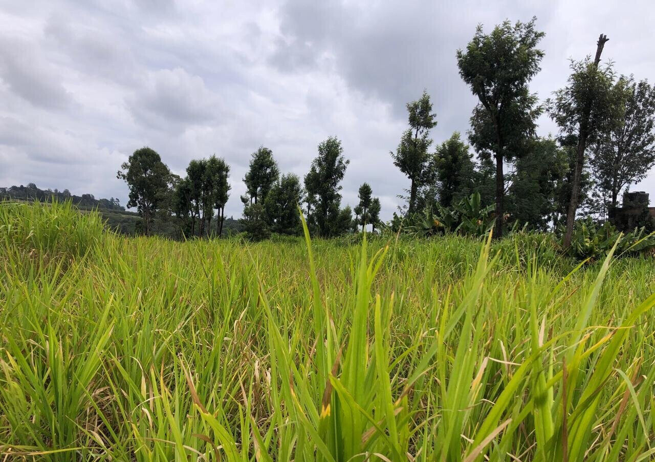 8-Acre Plot for KSh 180M in Kiambu
