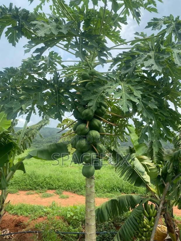 Fertile Farmland Thika 475 Acre