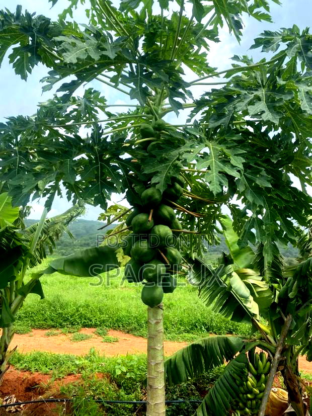 Fertile Farmland Thika 475 Acre